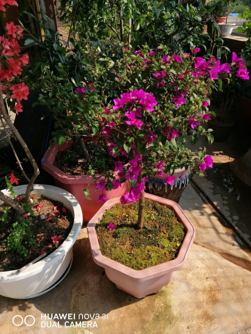 供应杜鹃老桩国旗红，西洋杜鹃，古老月季，欧月，多品种茶花