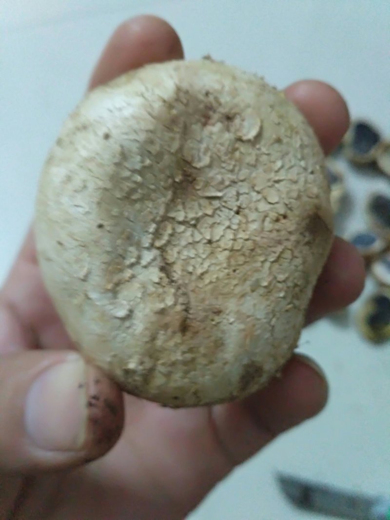马勃