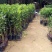 青皮柚苗红宝石柚子三红蜜柚