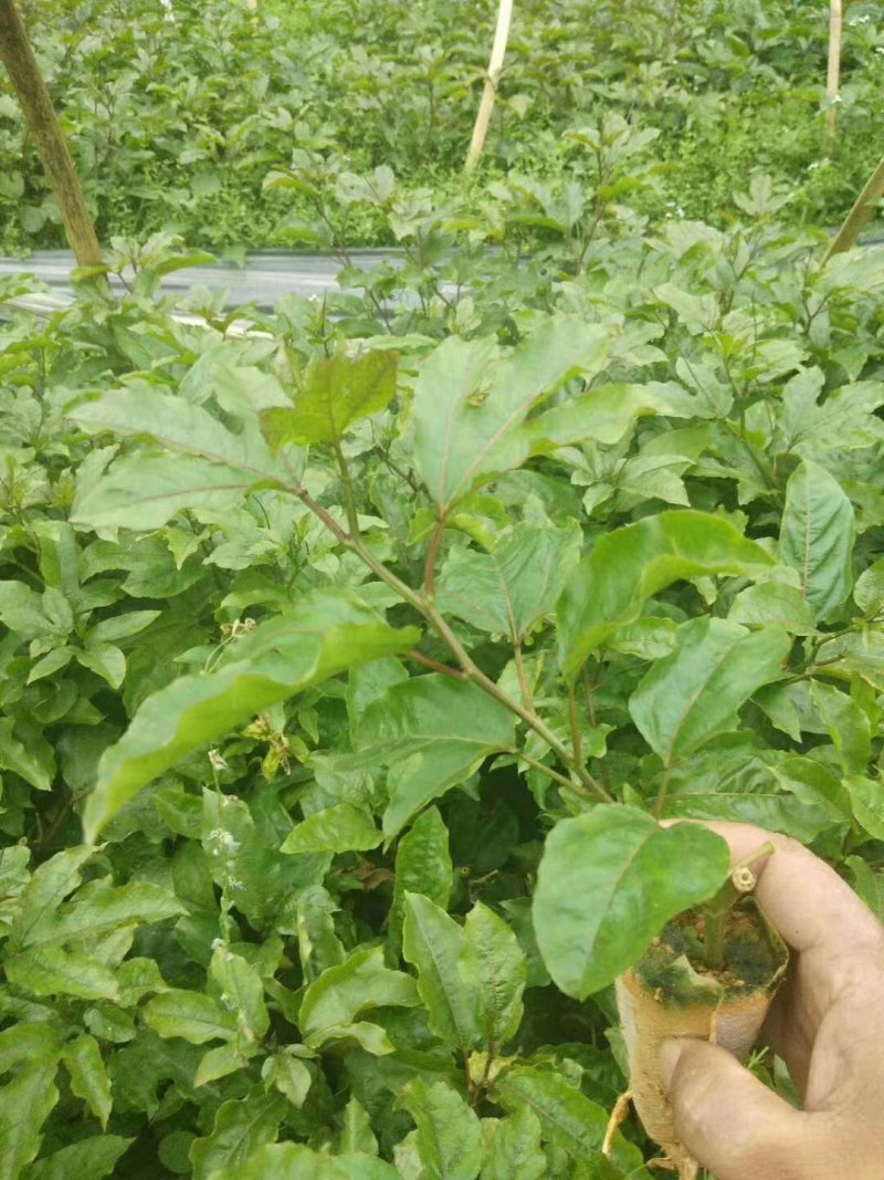 钦蜜九号黄金百香果苗钦密九号黄金百香果苗
