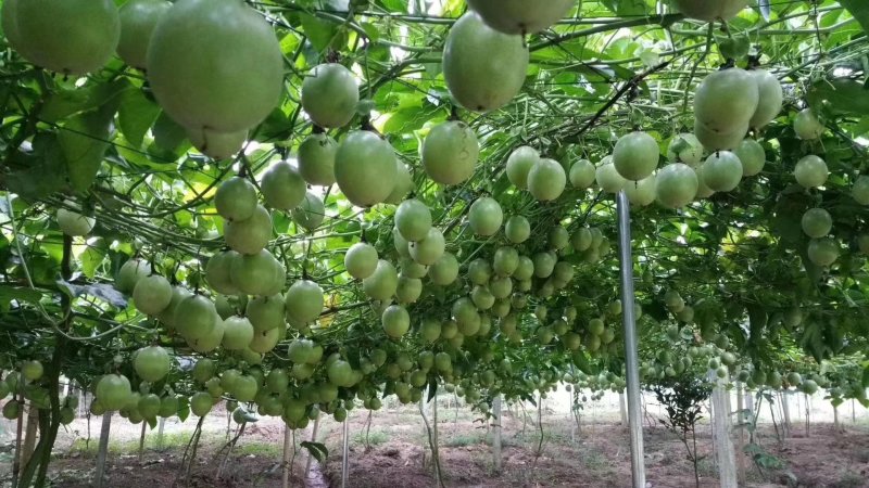 钦蜜九号黄金百香果苗钦密九号黄金百香果苗