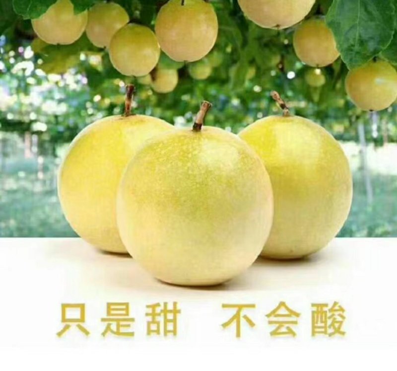 钦蜜九号黄金百香果苗钦密九号黄金百香果苗