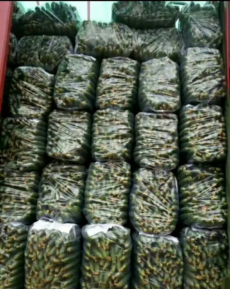 河南夏邑县密刺黄瓜，大量供应青瓤绿肉，条直，货源充足