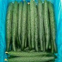 河南夏邑县密刺黄瓜，大量供应青瓤绿肉，条直，货源充足