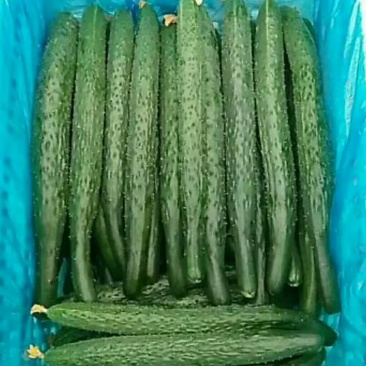 河南夏邑县密刺黄瓜，大量供应青瓤绿肉，条直，货源充足
