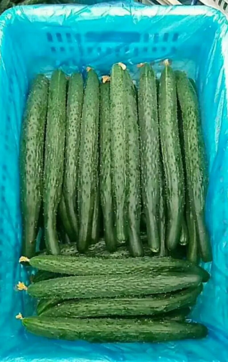 河南夏邑县密刺黄瓜，大量供应青瓤绿肉，条直，货源充足