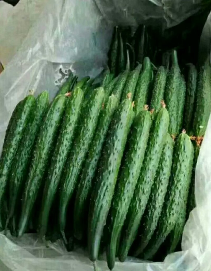 河南夏邑县密刺黄瓜，大量供应青瓤绿肉，条直，货源充足