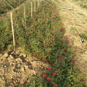 月季质优价廉规格全品种多量大