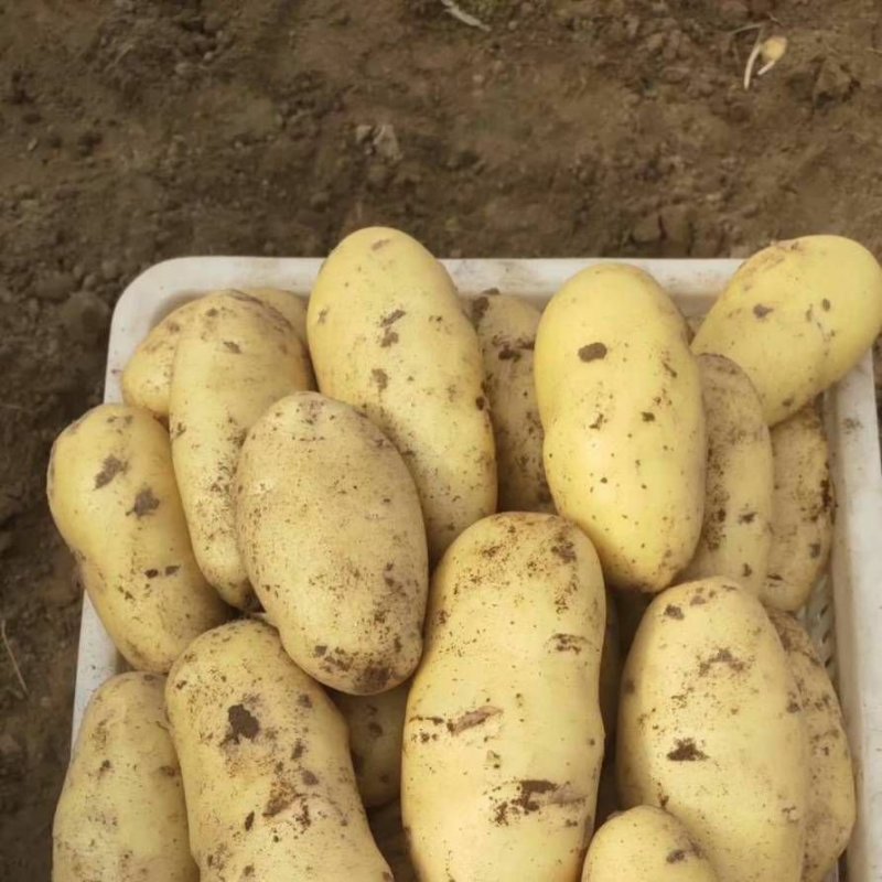 河南精品荷兰无病无虫眼无青头网袋纸箱承接电商档口商超