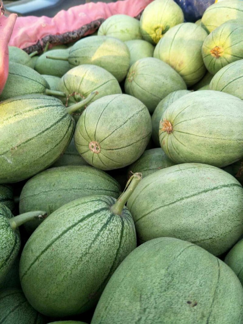 河石家庄新乐市孔村农联社老贺果蔬购销大量供应各个品种甜瓜