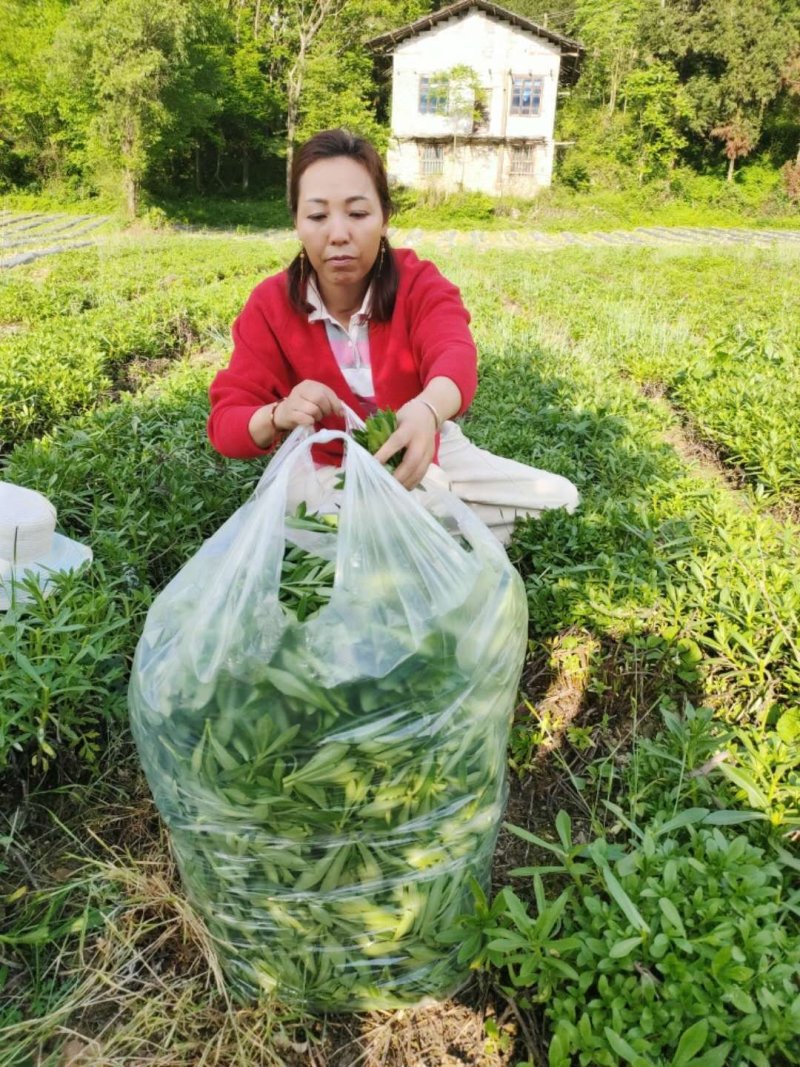 山中救心菜，城里人的青睐