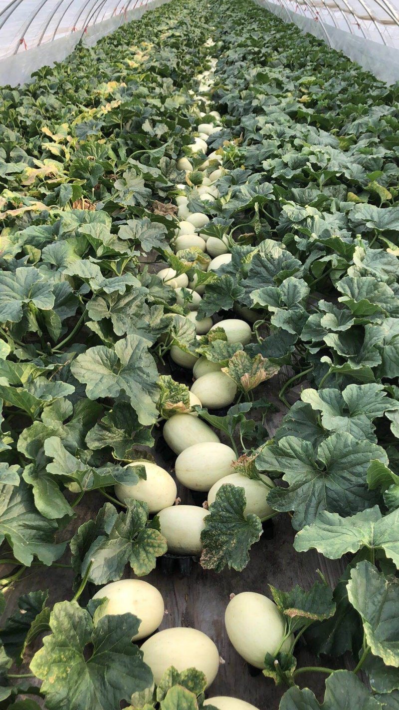 香瓜2斤以上