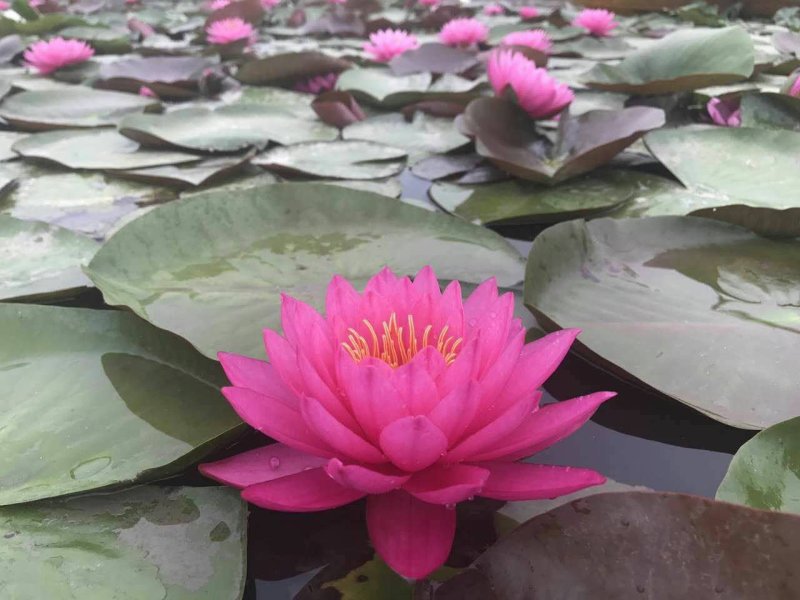睡莲种植/耐寒睡莲种植/睡莲种植基地