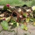睡莲种植/耐寒睡莲种植/睡莲种植基地