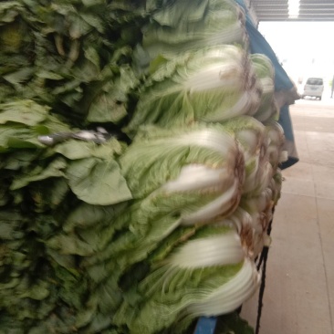 大白菜毛菜