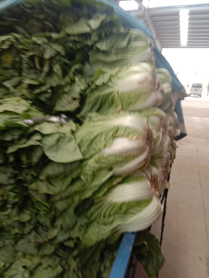 大白菜毛菜