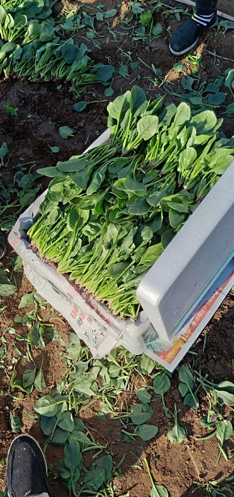 叶菜类辽宁省锦州市精品小菠菜每年五月份大量上市欢迎新老客
