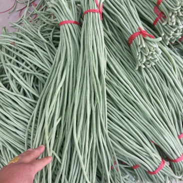 长豇豆，长豆角大量上市，产地直供，代发全国