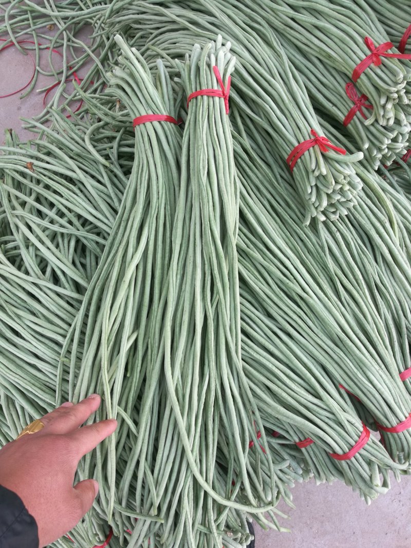 长豇豆，长豆角大量上市，产地直供，代发全国
