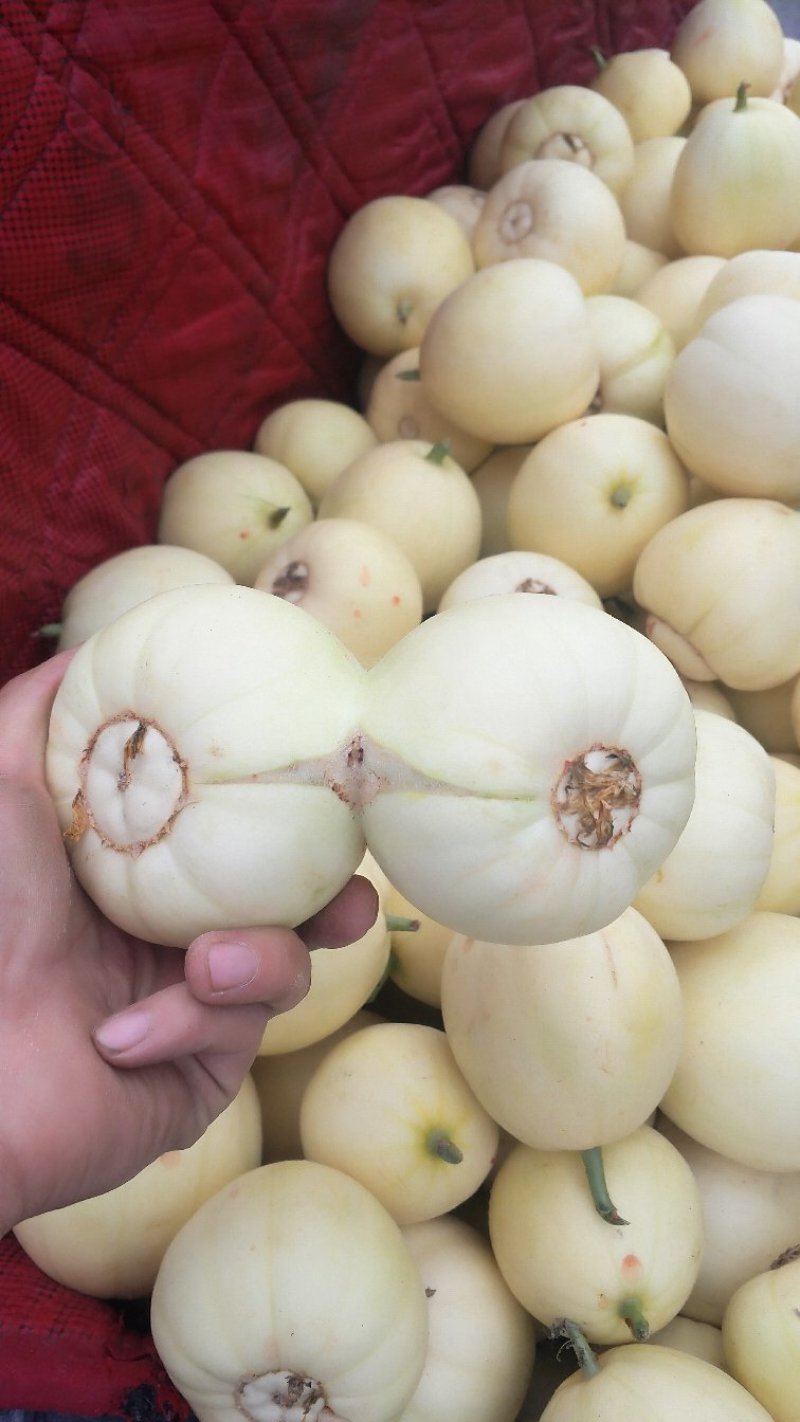 甜瓜大量上市