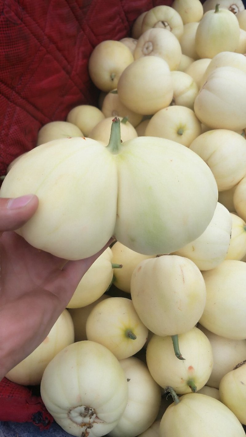 甜瓜大量上市