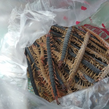 野生蜈蚣