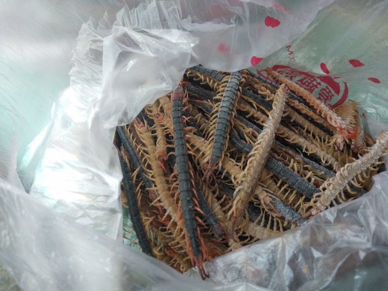 野生蜈蚣