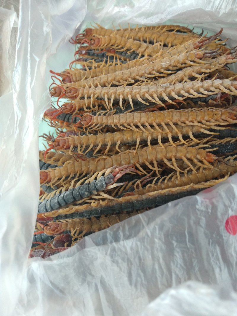 野生蜈蚣