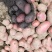 大量土豆供应欢迎实地考察