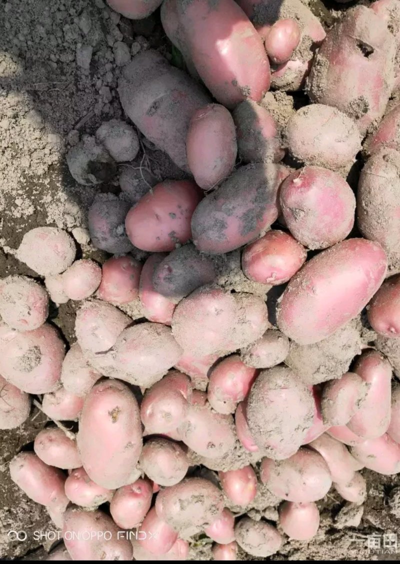 大量土豆供应欢迎实地考察
