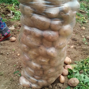 大量土豆供应欢迎实地考察