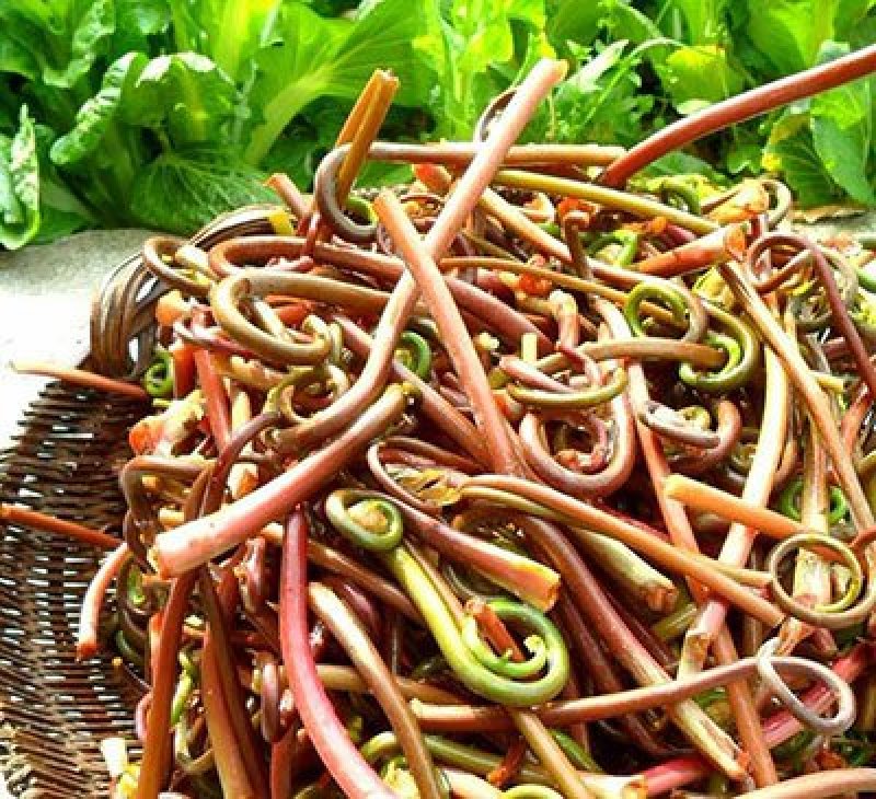 供应东北山野菜野生薇菜产地批发长白山干菜特产牛毛广