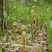 供应东北山野菜野生薇菜产地批发长白山干菜特产牛毛广