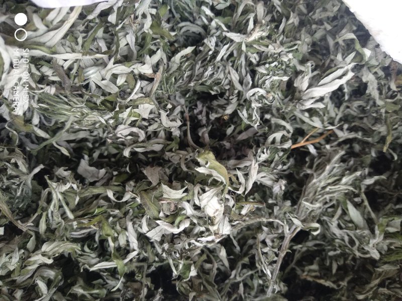 艾叶纯野生艾叶：月子洗护，熏屋，产地直发，一手货源。！