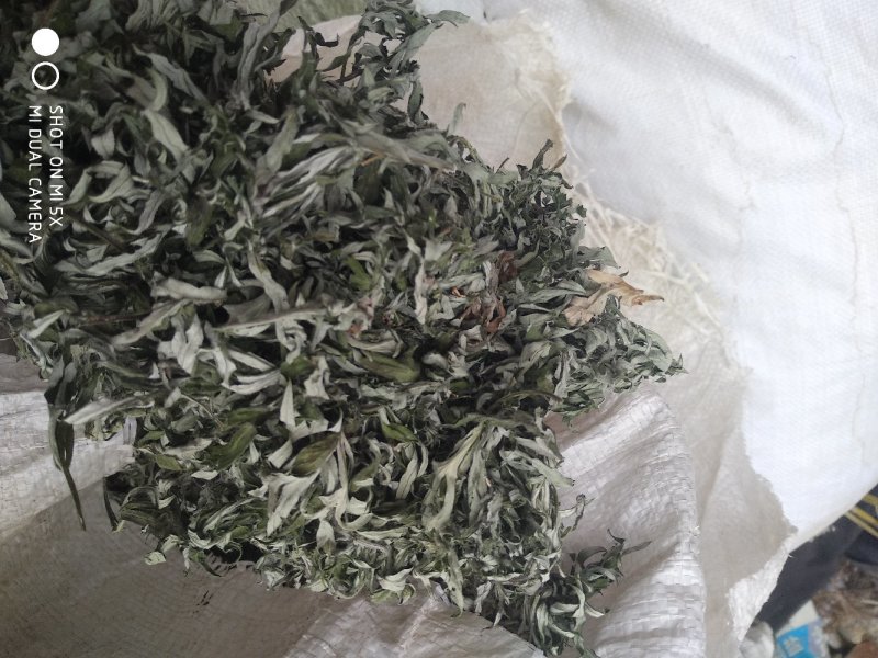 艾叶纯野生艾叶：月子洗护，熏屋，产地直发，一手货源。！