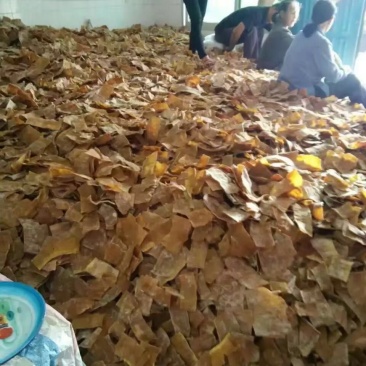 中国麻竹笋之乡一英德竹笋干出口笋片加工出口丝竹笋苗