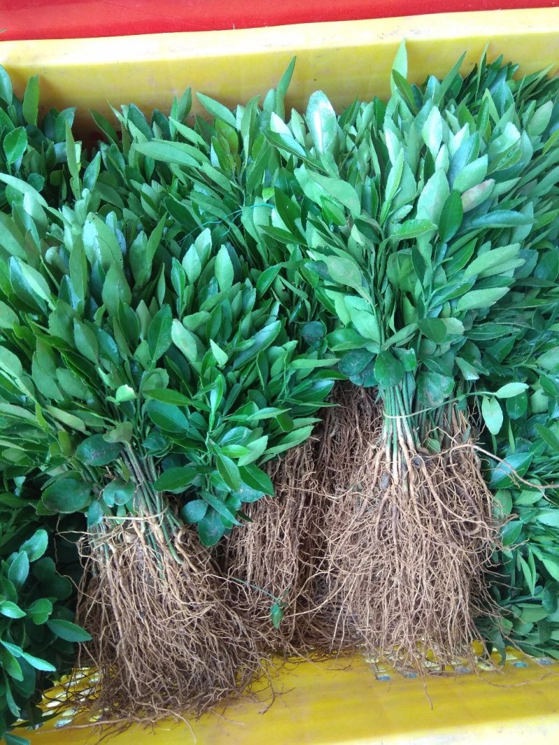 香橙小苗