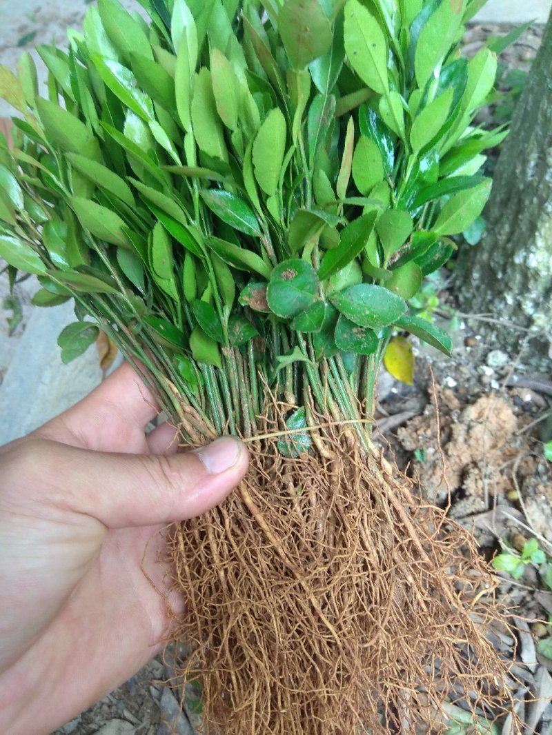 香橙小苗