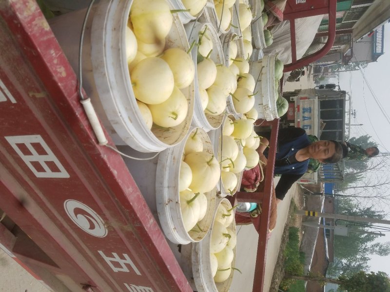 博洋9甜瓜金典博洋久绿宝新乐市甜瓜大量上市