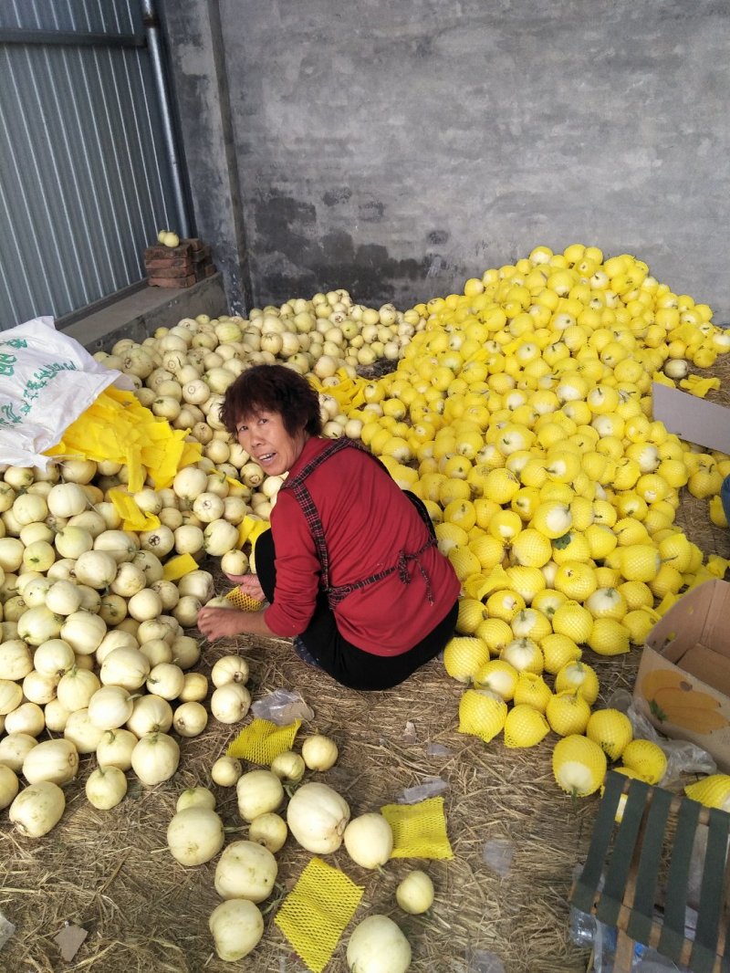 博洋9甜瓜金典博洋久绿宝新乐市甜瓜大量上市