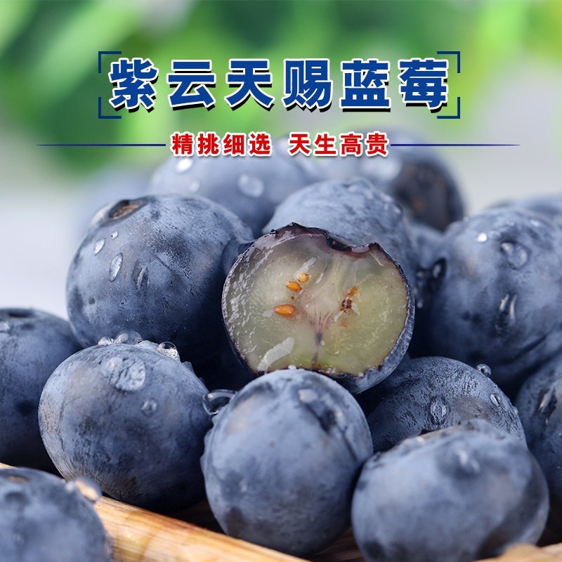 贵州紫云天赐蓝莓