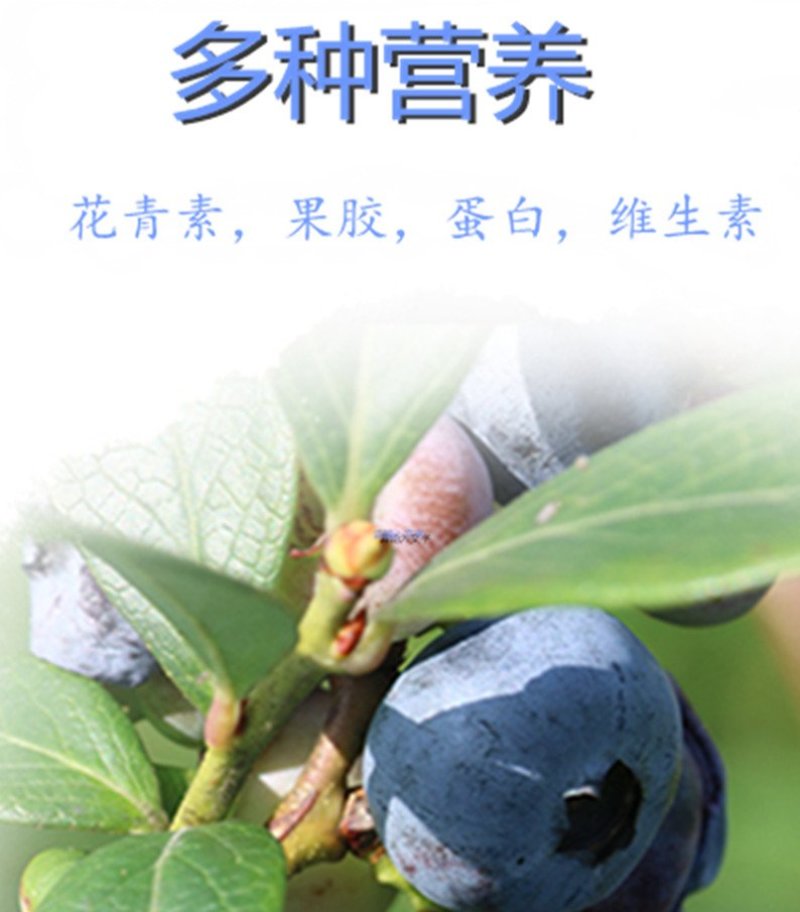 贵州紫云天赐蓝莓