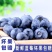 贵州紫云天赐蓝莓