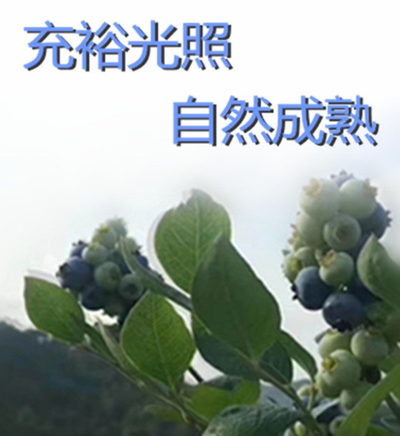 贵州紫云天赐蓝莓