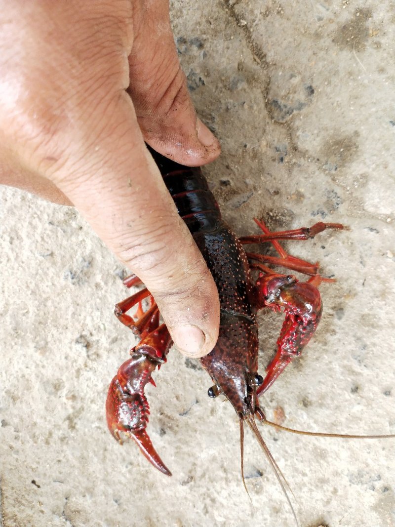 龙虾