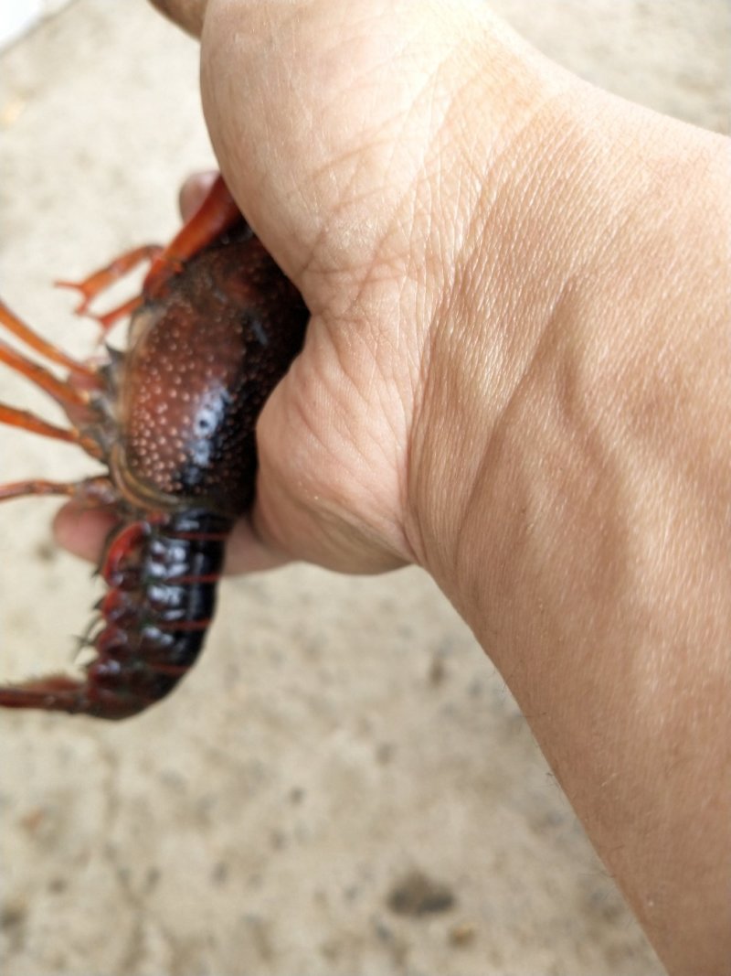 龙虾