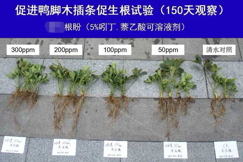 根远吲哚丁酸萘乙酸促进扦插生根生长调节剂树木生根粉生根剂