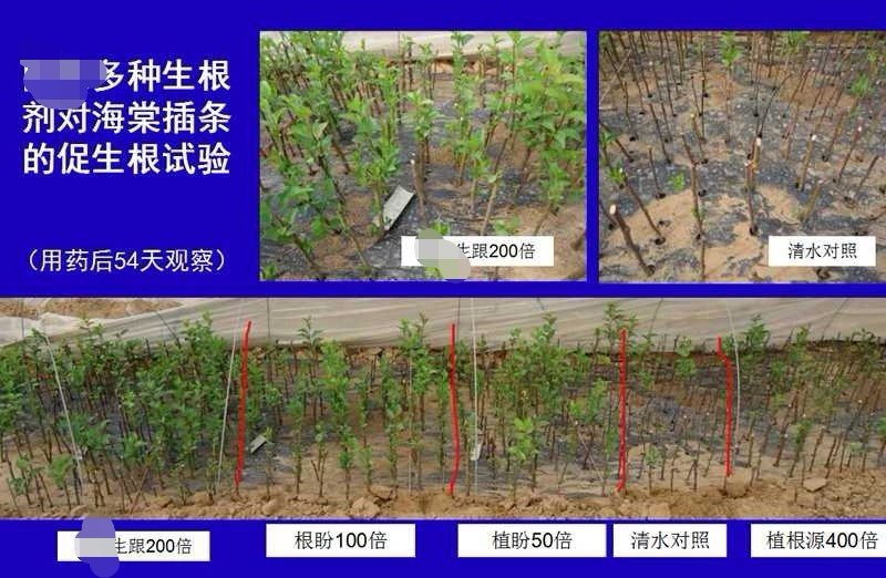 根远吲哚丁酸萘乙酸促进扦插生根生长调节剂树木生根粉生根剂