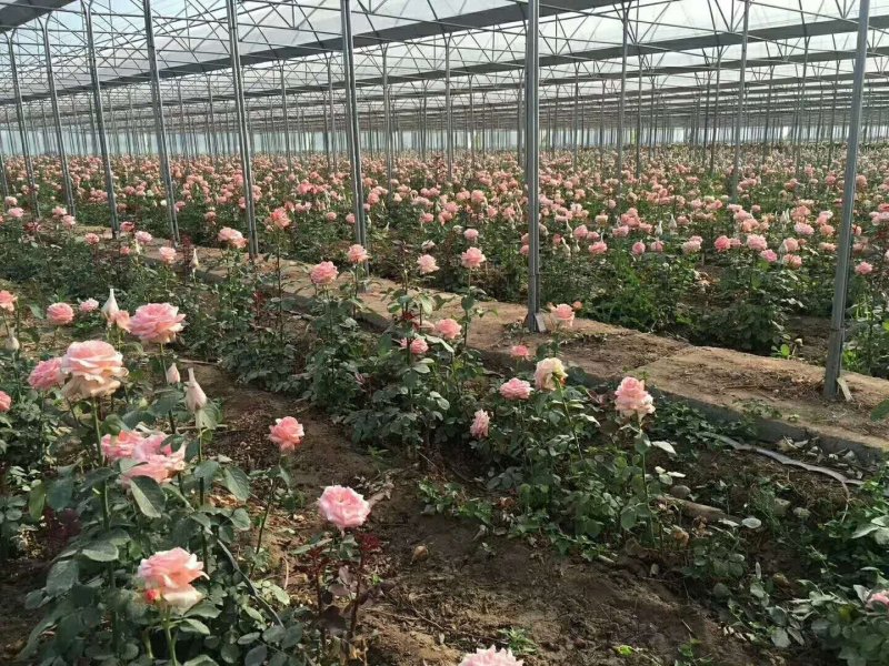 淇县大棚骨架厂家，浚县食用菌大棚设计