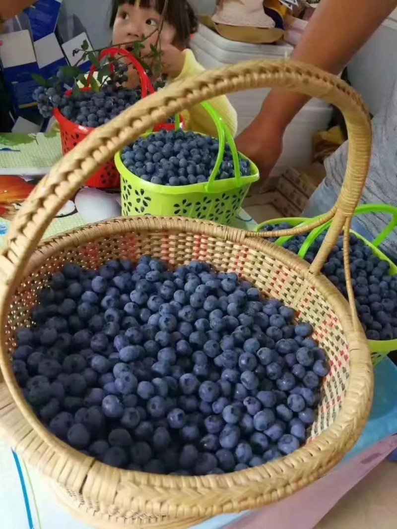 贵州紫云天赐蓝莓